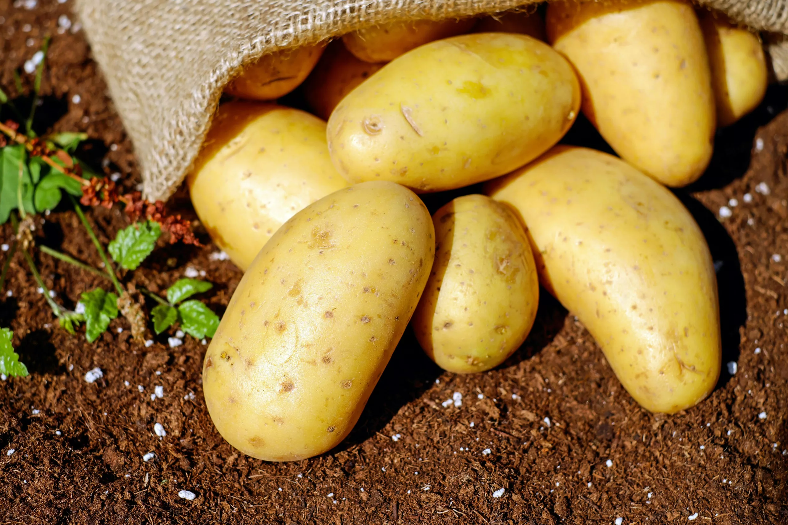Pommes de terre aux lardons et pois mange-tout